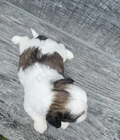 Roxy Ckc, a female Shih Tzu for sale in Blairsville, GA – 4 of 4