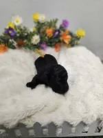 Jaguar Ckc, a male Poodle - Toy  for sale in Blairsville, GA – 3 of 6
