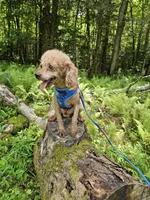 Ace Akc, a male Poodle - Toy  for sale in Blairsville, GA – 4 of 5