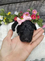 Harper Ckc, a female Poodle - Standard  for sale in Blairsville, GA – 1 of 6