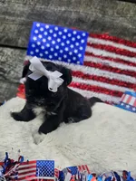 Jenny Ckc, a female Shih Tzu for sale in Blairsville, GA – 5 of 8
