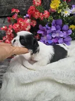 Nina Ckc , a female Shih Tzu for sale in Blairsville, GA – 3 of 4