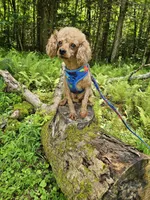 Ace Akc, a male Poodle - Toy  for sale in Blairsville, GA – 5 of 5