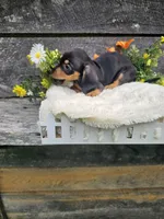 Oscar Ckc, a male Miniature Dachshund for sale in Blairsville, GA – 5 of 8