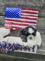 Cody Ckc, a male Shih Tzu for sale in Blairsville, GA – 2 of 4