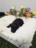 Ebony Ckc, a male Poodle - Toy  for sale in Blairsville, GA – 5 of 6