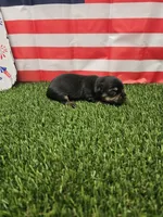 Jasmo , a female Yorkshire Terrier and Miniature Dachshund for sale in Blairsville, GA – 2 of 3