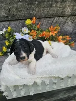 Selena Ckc, a female Poodle - Standard  for sale in Blairsville, GA – 3 of 5