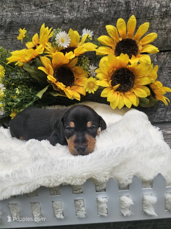 Oscar Ckc – Miniature Dachshund puppy for sale in Blairsville, GA