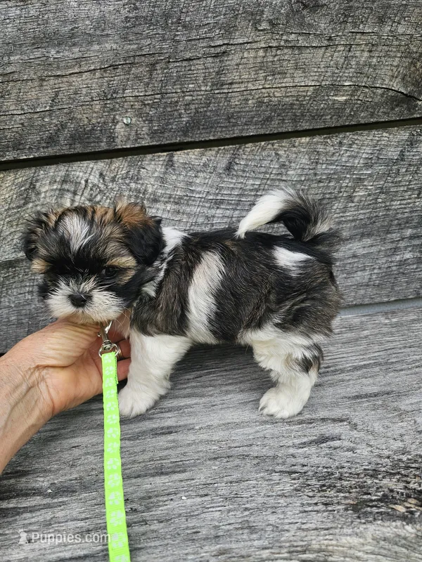 Nebo Ckc – Shih Tzu puppy for sale in Blairsville, GA