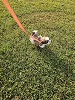 Shay Ckc, a female Shih Tzu for sale in Blairsville, GA – 8 of 10