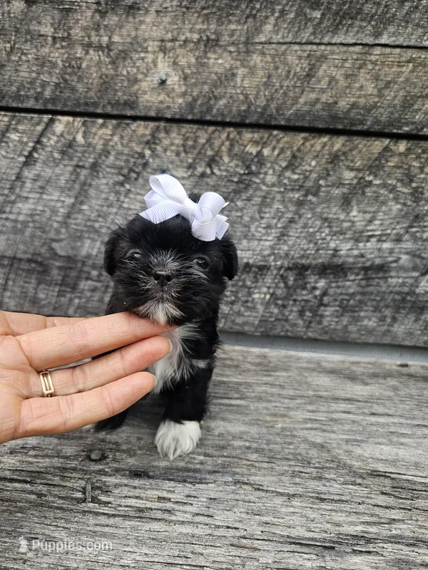 Jenny Ckc – Shih Tzu puppy for sale in Blairsville, GA