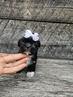 Jenny Ckc, a female Shih Tzu for sale in Blairsville, GA – 1 of 8