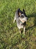 Keisha , a female Australian Cattle Dog for sale in Blairsville, GA – 4 of 5