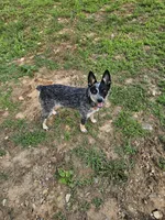Keisha , a female Australian Cattle Dog for sale in Blairsville, GA – 3 of 5