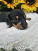 Charlie Ckc, a male Miniature Dachshund for sale in Blairsville, GA – 4 of 4