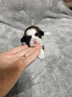 Marco Ckc, a male Shih Tzu for sale in Blairsville, GA – 2 of 4