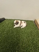 Benji Ckc, a male Shih Tzu for sale in Blairsville, GA – 5 of 10