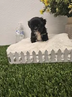 Jenny Ckc, a female Shih Tzu for sale in Blairsville, GA – 7 of 8