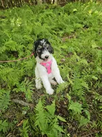 Zelda Ckc, a female Poodle - Standard  for sale in Blairsville, GA – 9 of 10