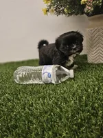 Jenny Ckc, a female Shih Tzu for sale in Blairsville, GA – 2 of 8