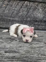 Dolly, a female Shorkie for sale in Blairsville, GA – 2 of 9