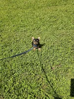 Zeke Ckc, a male Yorkshire Terrier for sale in Blairsville, GA – 5 of 9
