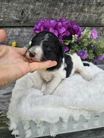 Lacey Ckc, a female Poodle - Standard  for sale in Blairsville, GA – 5 of 5