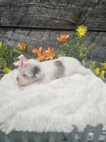Marley , a female Shorkie for sale in Blairsville, GA – 5 of 9