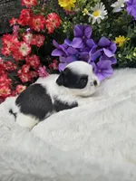 Nina Ckc , a female Shih Tzu for sale in Blairsville, GA – 4 of 4