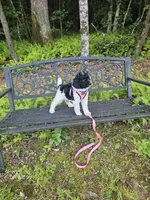 Selena Ckc, a female Poodle - Standard  for sale in Blairsville, GA – 5 of 10