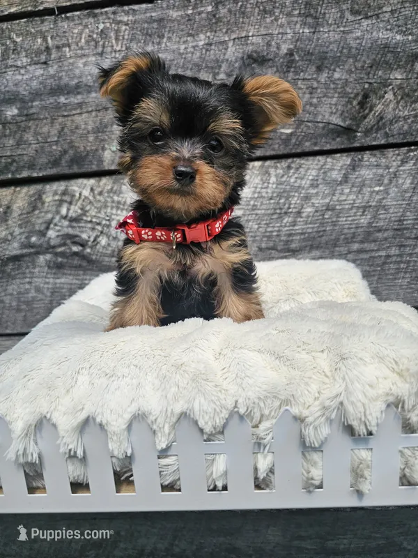 Zeke Ckc – Yorkshire Terrier puppy for sale in Blairsville, GA