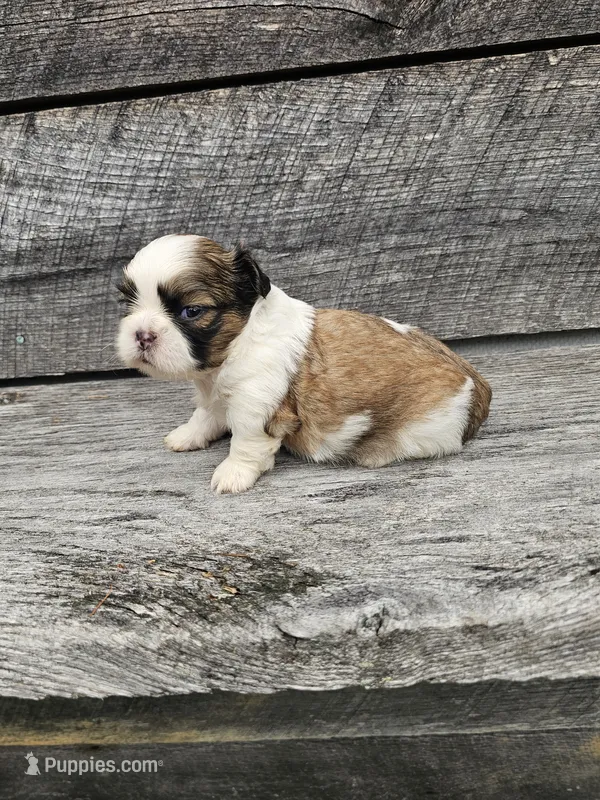 Dakota Ckc – Shih Tzu puppy for sale in Blairsville, GA