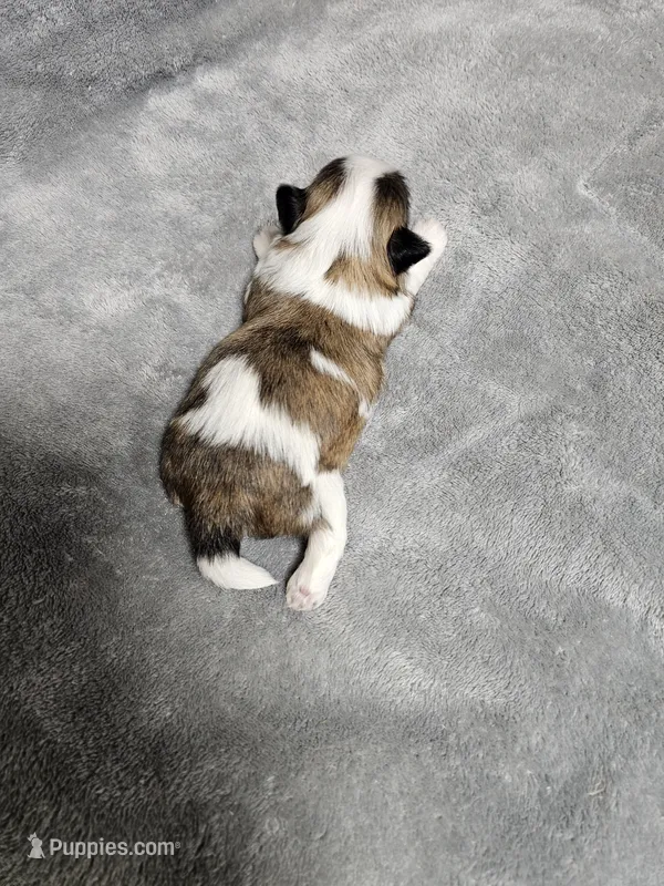 Brittany Ckc – Shih Tzu puppy for sale in Blairsville, GA