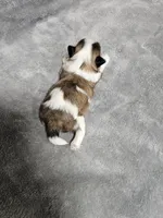 Brittany Ckc, a female Shih Tzu for sale in Blairsville, GA – 1 of 3