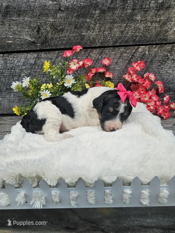 Zelda Ckc – Poodle - Standard  puppy for sale in Blairsville, GA