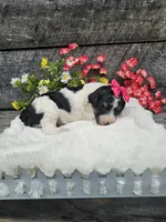 Zelda Ckc, a female Poodle - Standard  for sale in Blairsville, GA – 1 of 6