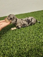 Ruben Ckc, a male Miniature Dachshund for sale in Blairsville, GA – 2 of 4