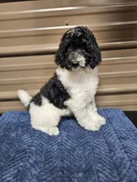 Selena Ckc, a female Poodle - Standard  for sale in Blairsville, GA – 7 of 10
