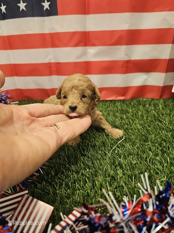 Copper Ckc – Poodle - Toy  puppy for sale in Blairsville, GA