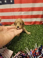 Copper Ckc, a male Poodle - Toy  for sale in Blairsville, GA – 1 of 4