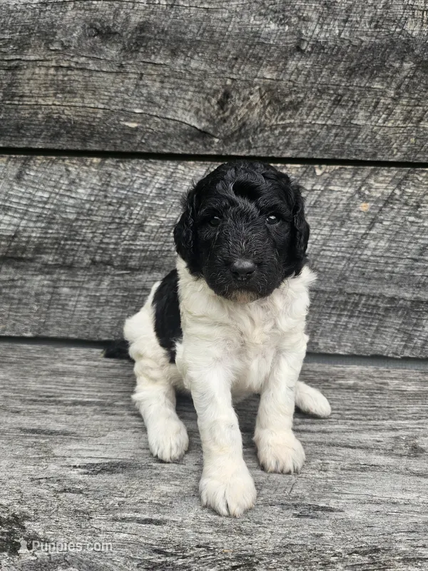 Harper Ckc – Poodle - Standard  puppy for sale in Blairsville, GA