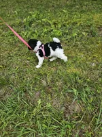Selena Ckc, a female Poodle - Standard  for sale in Blairsville, GA – 6 of 10