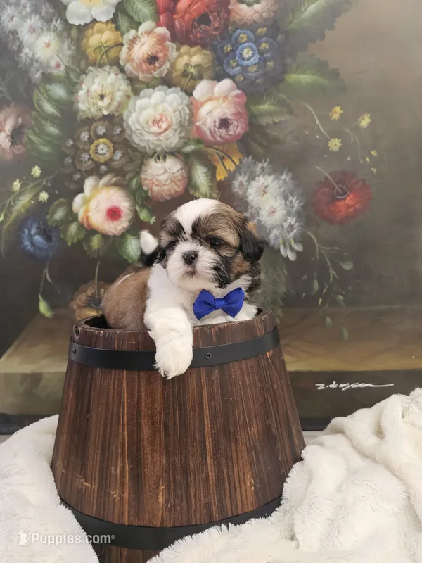 Snickers Ckc – Shih Tzu puppy for sale in Blairsville, GA
