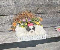 Shay Ckc, a female Shih Tzu for sale in Blairsville, GA – 3 of 7