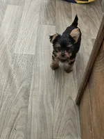 Zeke Ckc, a male Yorkshire Terrier for sale in Blairsville, GA – 7 of 9