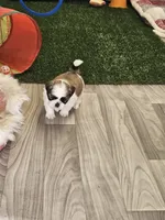 Leah Ckc, a female Shih Tzu for sale in Blairsville, GA – Photo 9 of 10