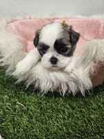 Leah Ckc, a female Shih Tzu for sale in Blairsville, GA – Photo 6 of 10