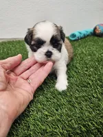 Leah Ckc, a female Shih Tzu for sale in Blairsville, GA – Photo 2 of 10