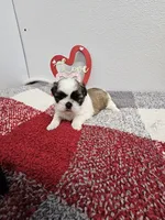 Leah Ckc, a female Shih Tzu for sale in Blairsville, GA – Photo 1 of 10